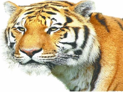 tiger population increase.